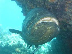 Goliath grouper, Molases Reef, Fla Keys, regular macro mo... by Dimitris Skoularakos 